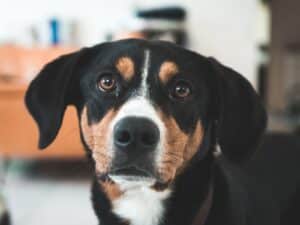 Großer Schweizer Sennenhund
