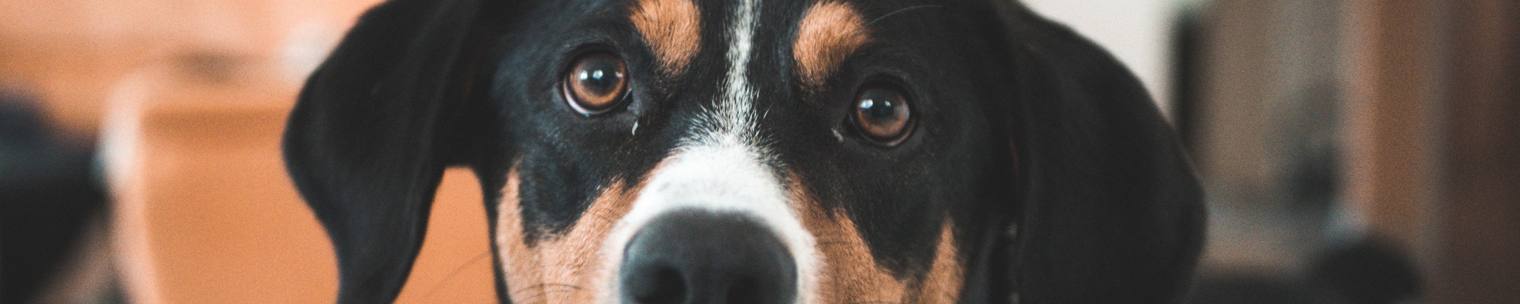 Großer Schweizer Sennenhund