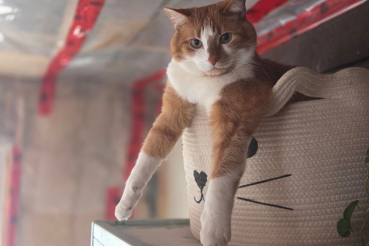 Haarballen (Trichobezoar) bei Katzen – go4vet