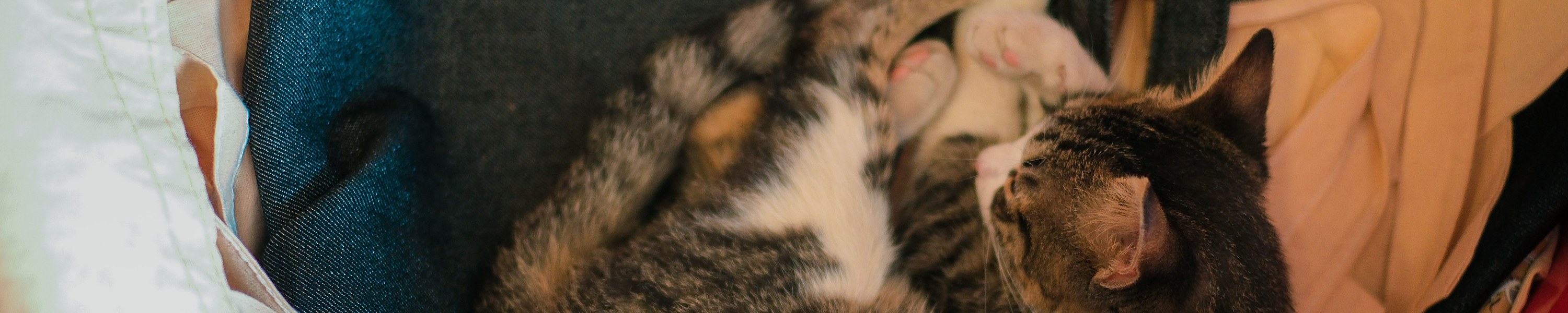 Haarballen (Trichobezoar) bei Katzen