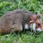 Hamster artgerecht halten: Käfiggröße, Einrichtung & Schlafbedürfnis