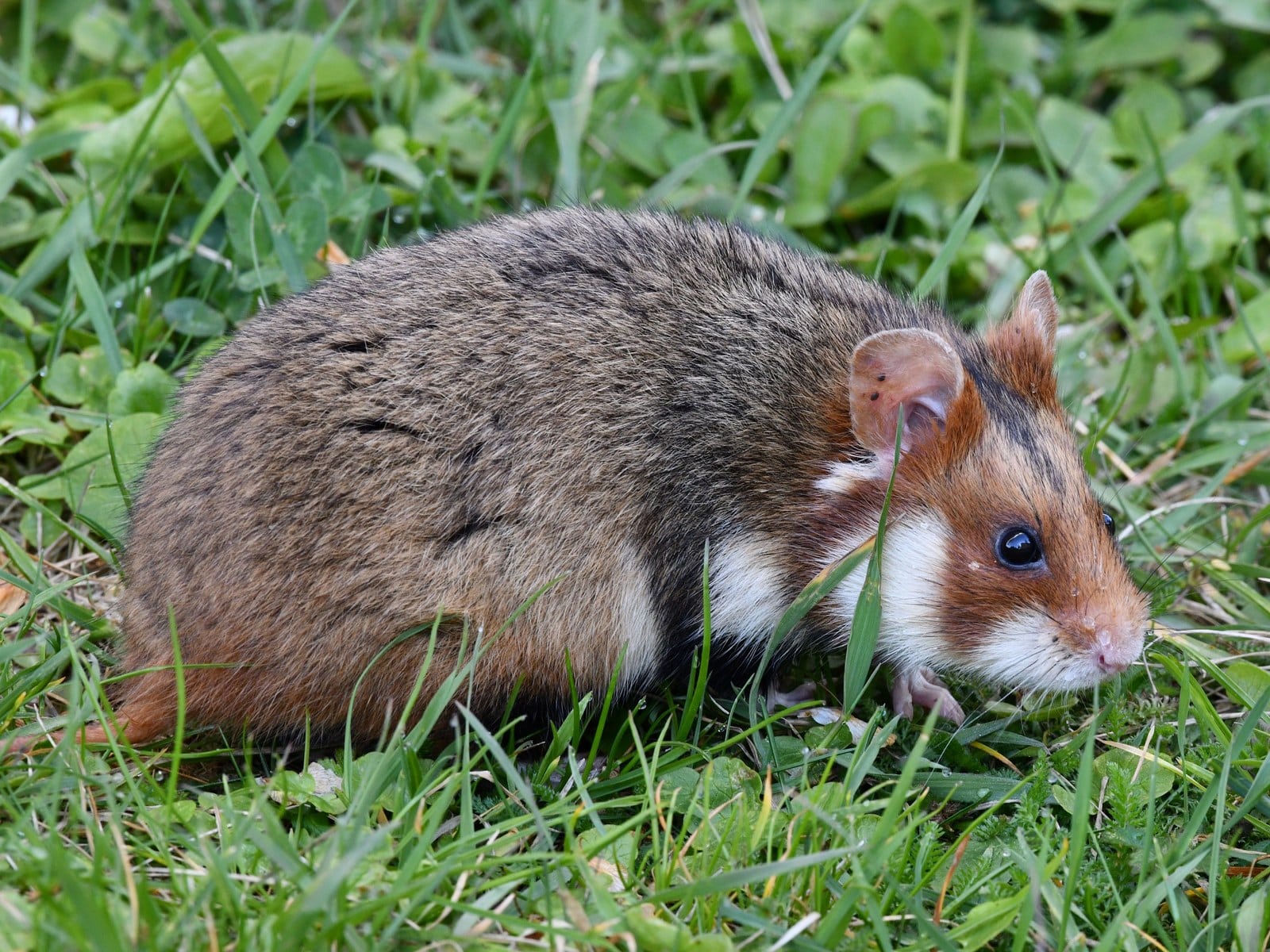 Hamster artgerecht halten: Käfiggröße, Einrichtung & Schlafbedürfnis