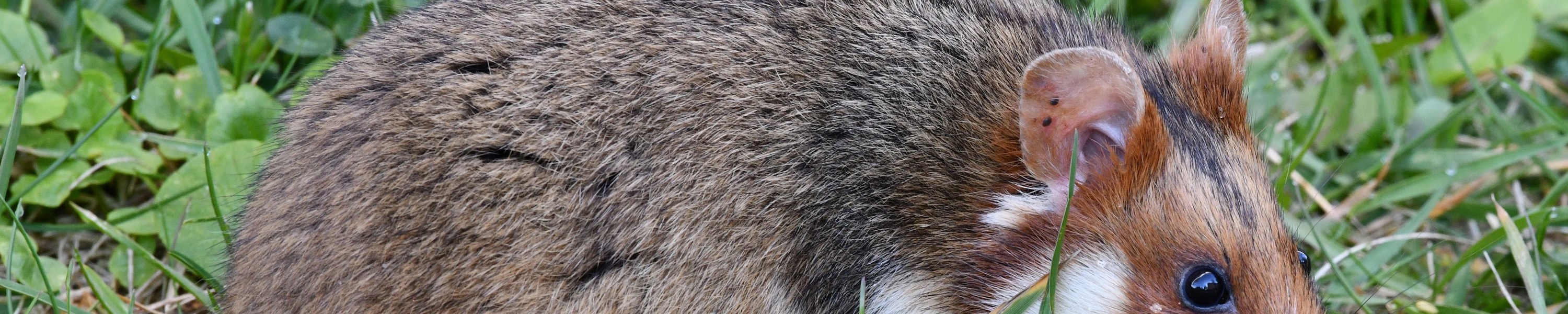 Hamster artgerecht halten: Käfiggröße, Einrichtung & Schlafbedürfnis