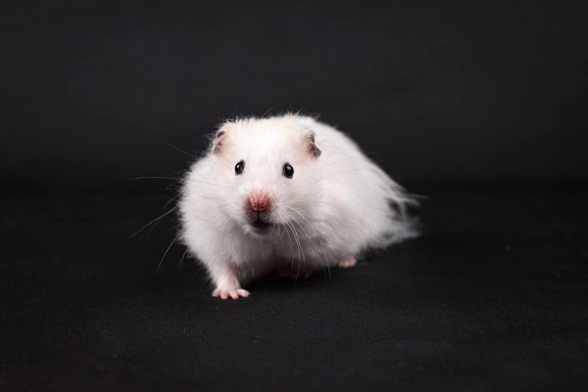 Hamster beim Tierarzt: Lohnt sich die Behandlung? Kosten im – go4vet
