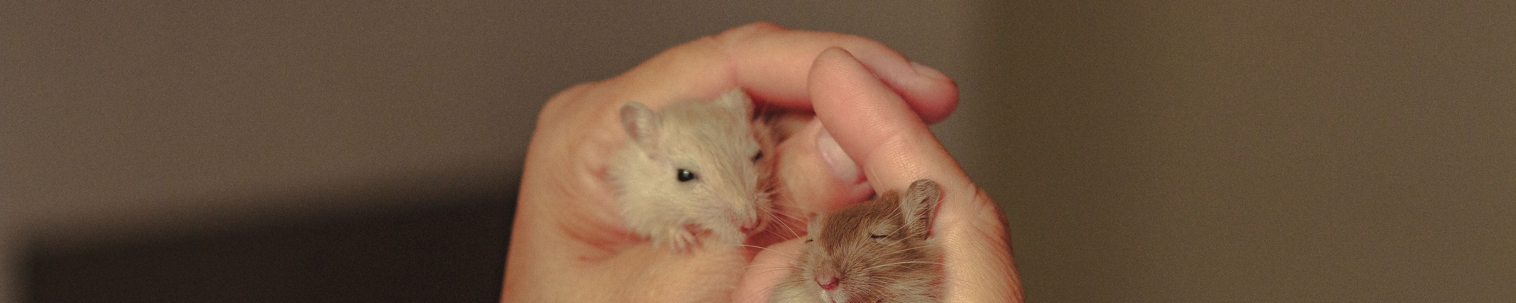 Hamster beim Tierarzt: Lohnt sich die Behandlung? Kosten im Überblick
