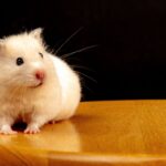 Hamster krank — diese Zeichen sofort ernst nehmen