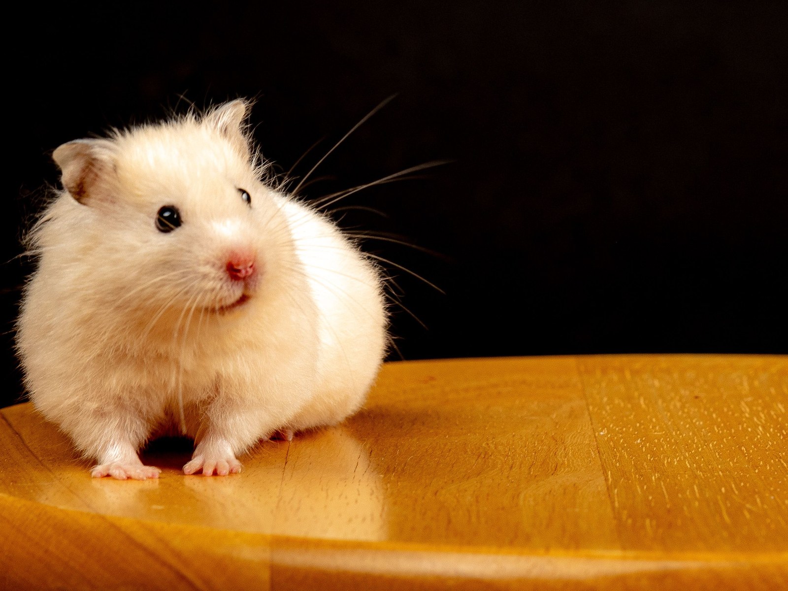 Hamster krank — diese Zeichen sofort ernst nehmen