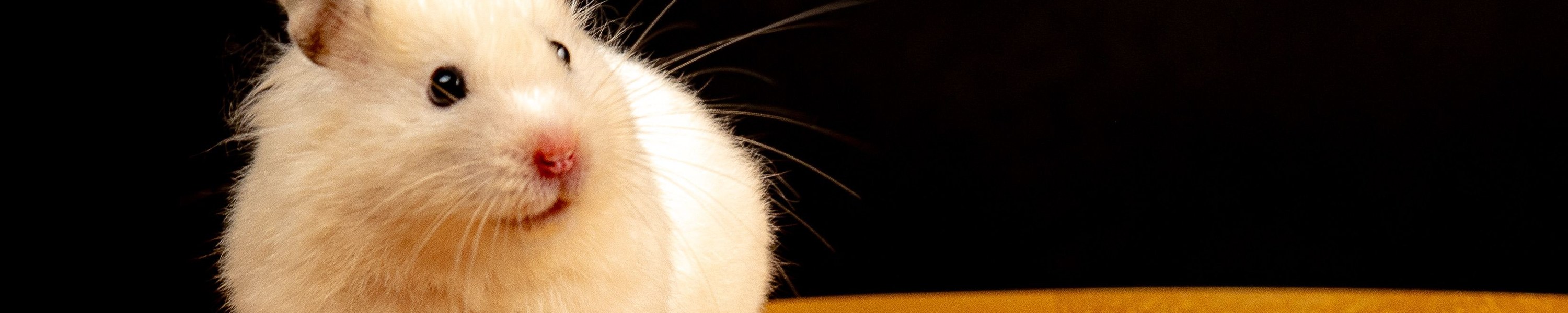 Hamster krank — diese Zeichen sofort ernst nehmen