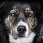 Hannoverscher Schweißhund