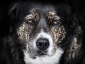 Hannoverscher Schweißhund