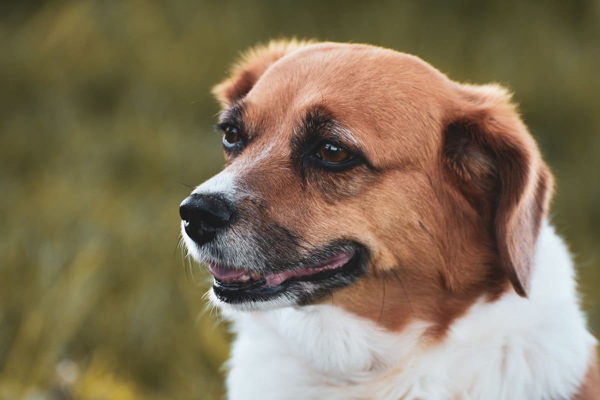 Hannoverscher Schweißhund – go4vet
