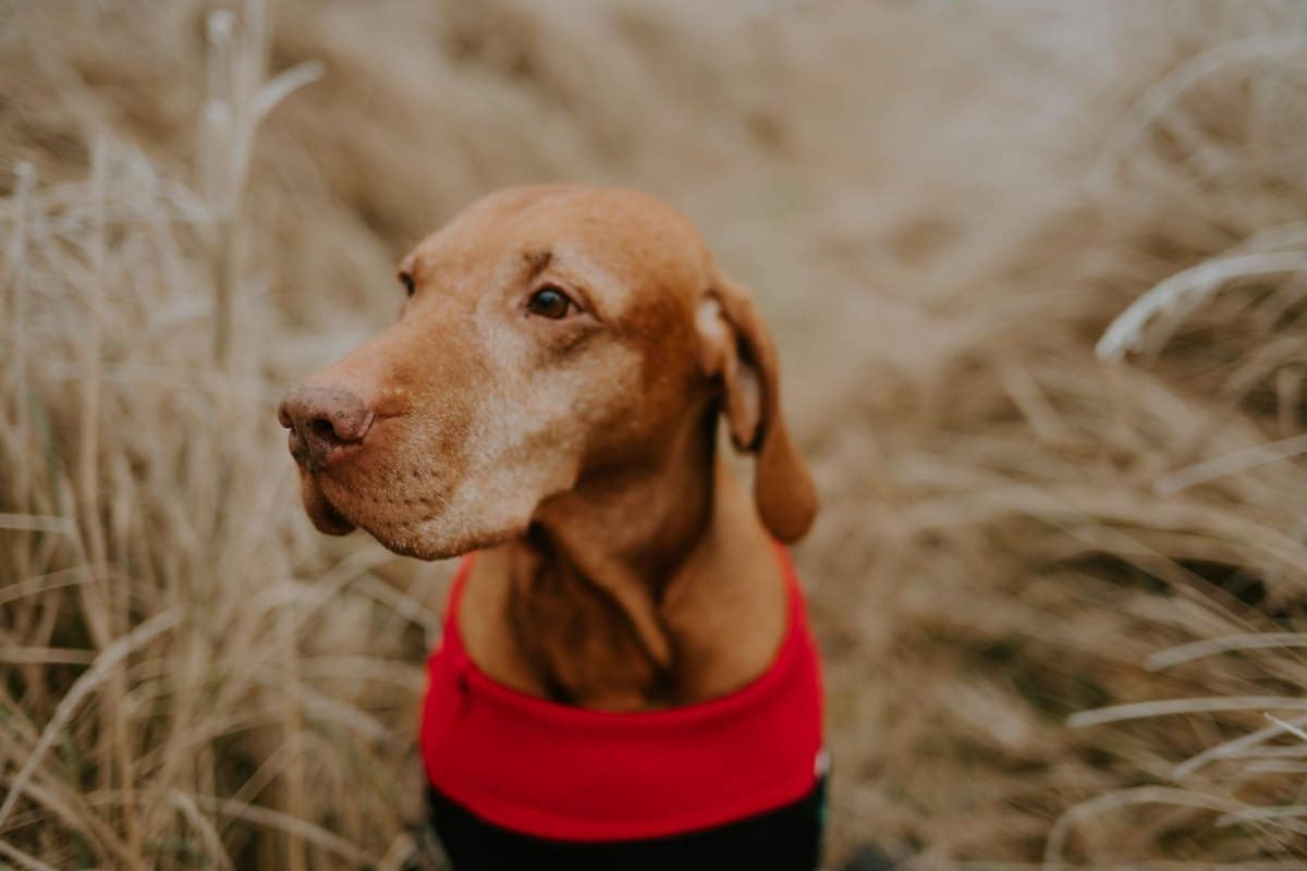 Hannoverscher Schweißhund – go4vet