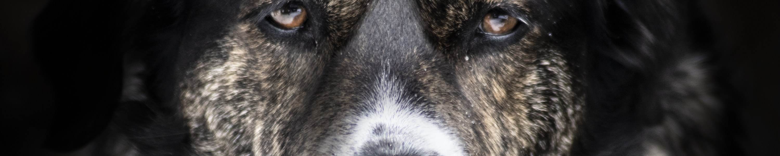 Hannoverscher Schweißhund
