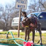 Harnsteine beim Hund: Welche Fütterung wirklich hilft