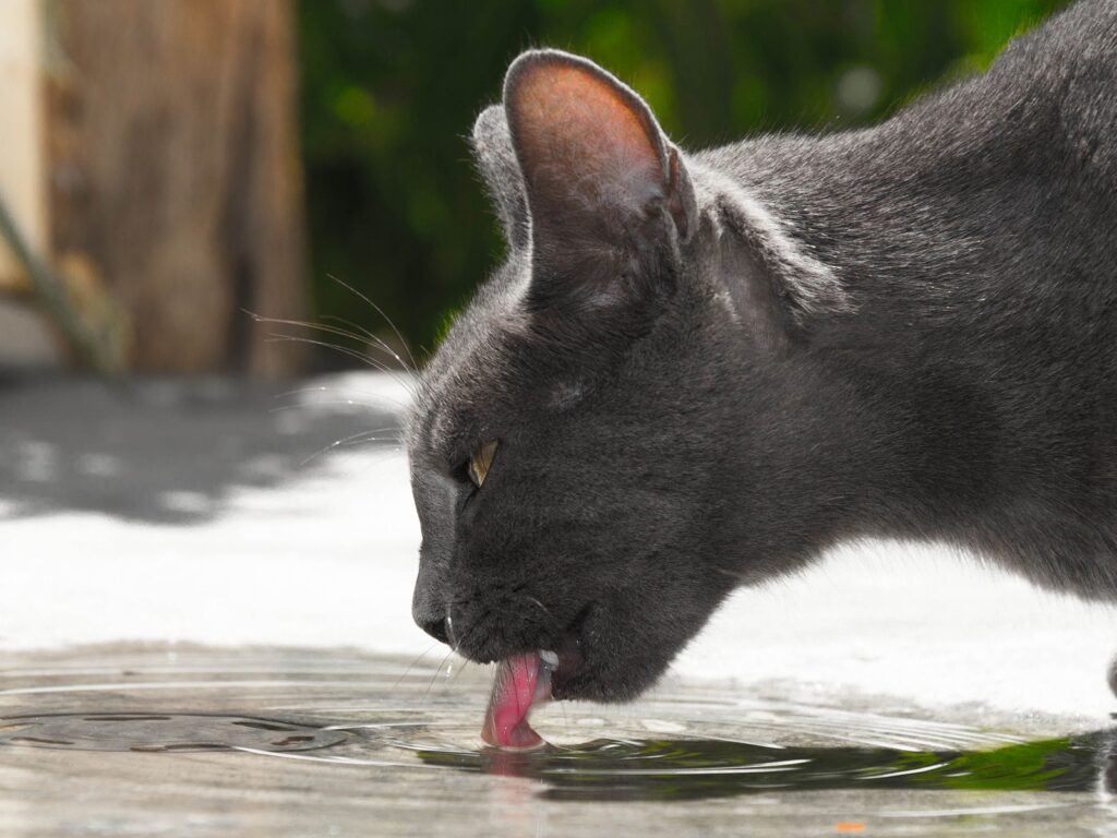 Harnsteine und FLUTD bei der Katze: Royal Canin Urinary verstehen