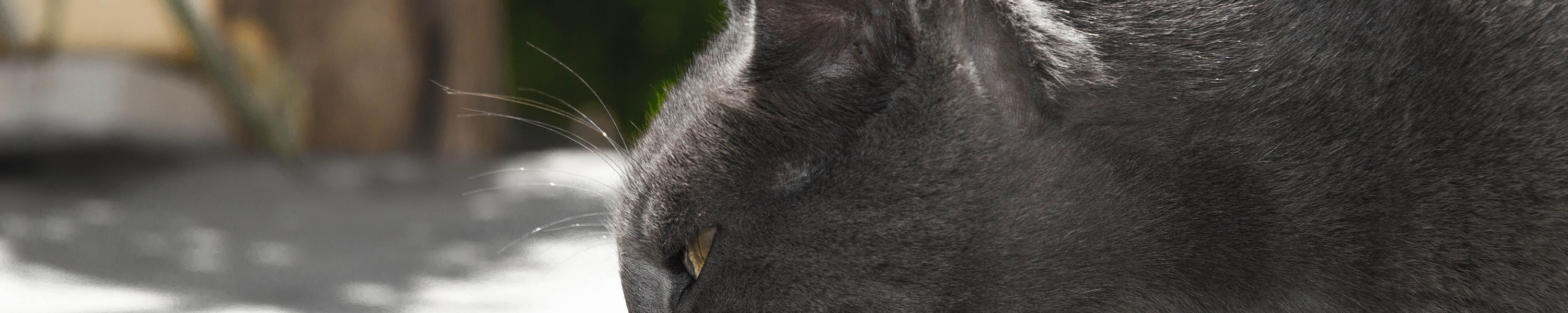 Harnsteine und FLUTD bei der Katze: Royal Canin Urinary verstehen