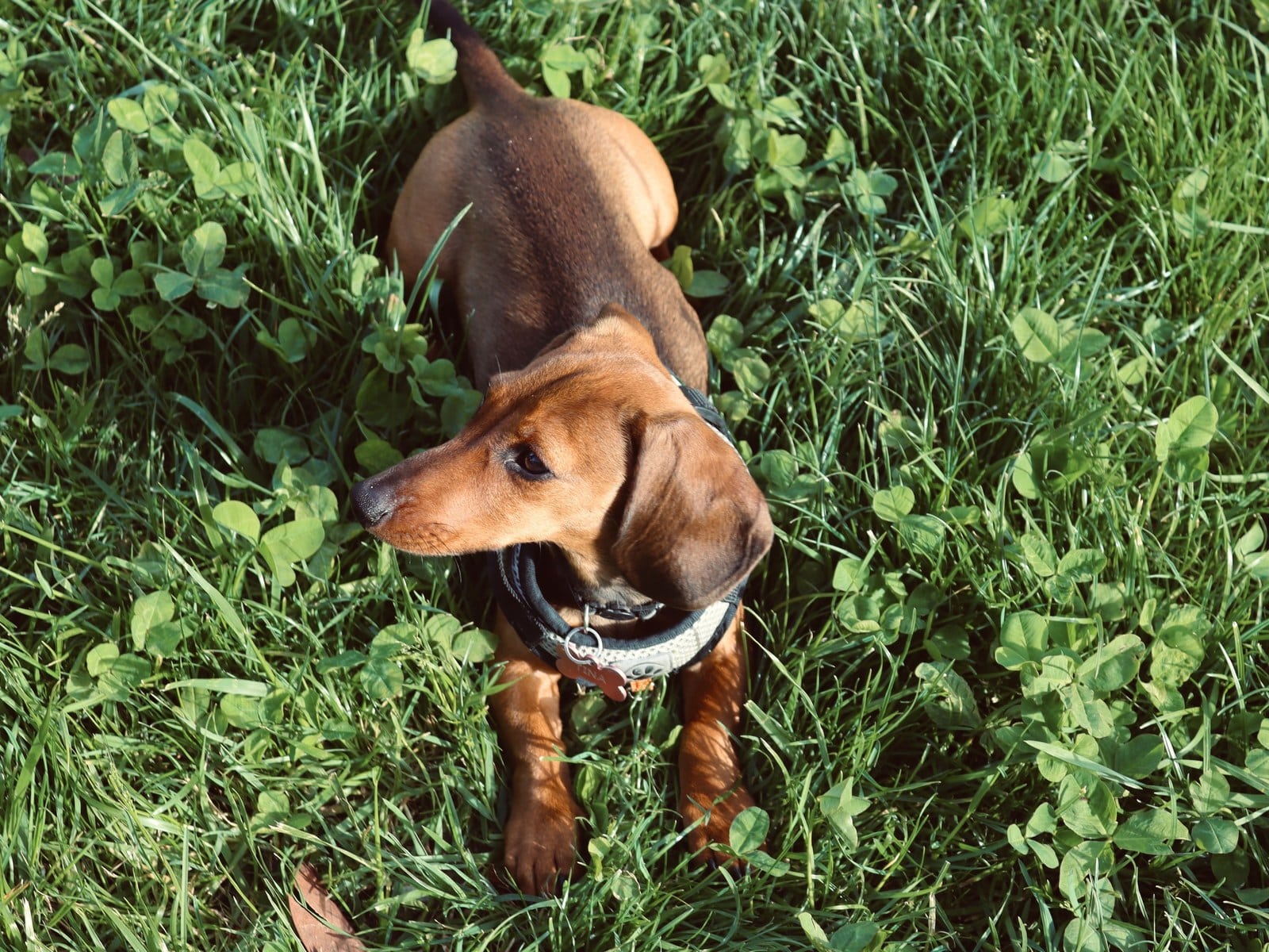 Hausstaubmilben-Allergie beim Hund: Symptome und Behandlung