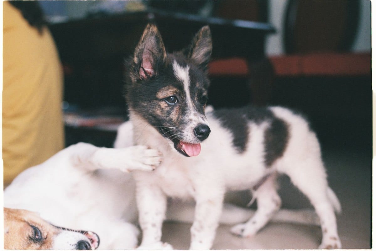 Hausstaubmilben-Allergie beim Hund: Symptome und Behandlung – go4vet