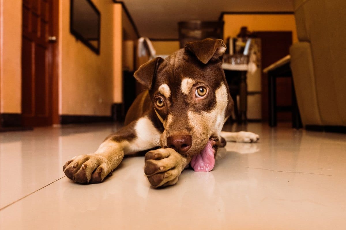 Hausstaubmilben-Allergie beim Hund: Symptome und Behandlung – go4vet