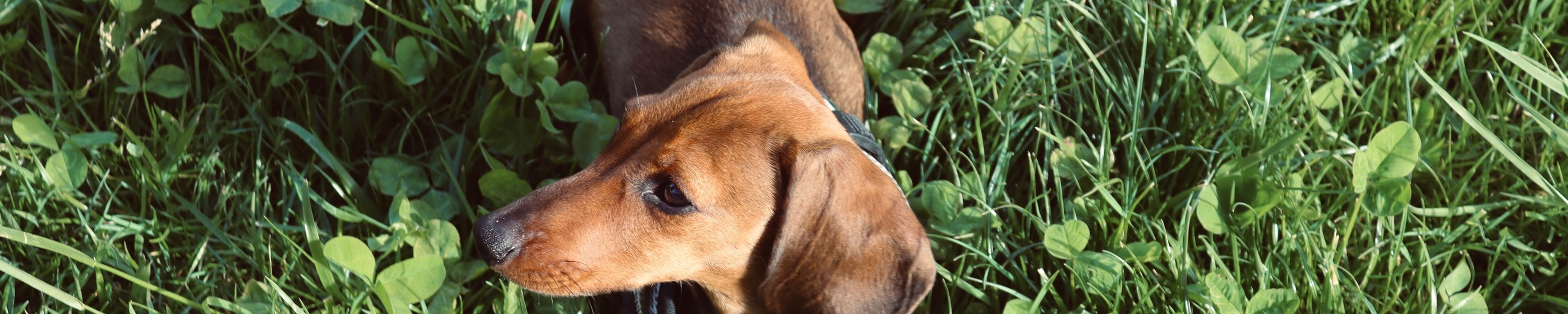Hausstaubmilben-Allergie beim Hund: Symptome und Behandlung