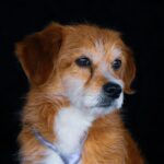 Hautausschlag beim Hund: Ursachen, Diagnose und Behandlung