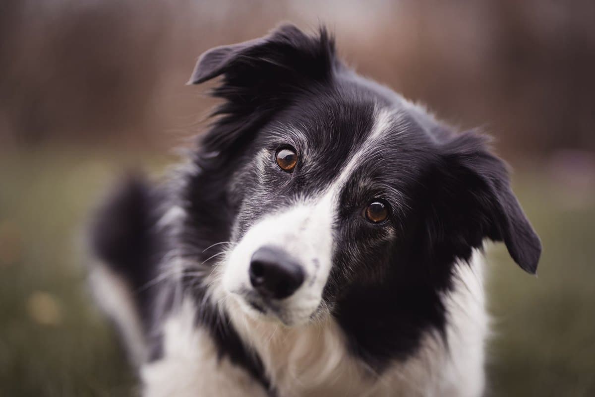Hautausschlag beim Hund: Ursachen, Diagnose und Behandlung – go4vet