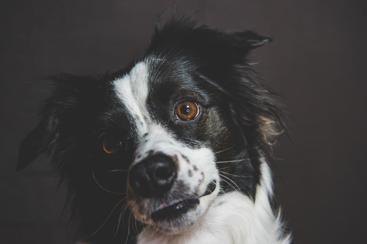 Hautausschlag beim Hund: Ursachen, Diagnose und Behandlung – go4vet