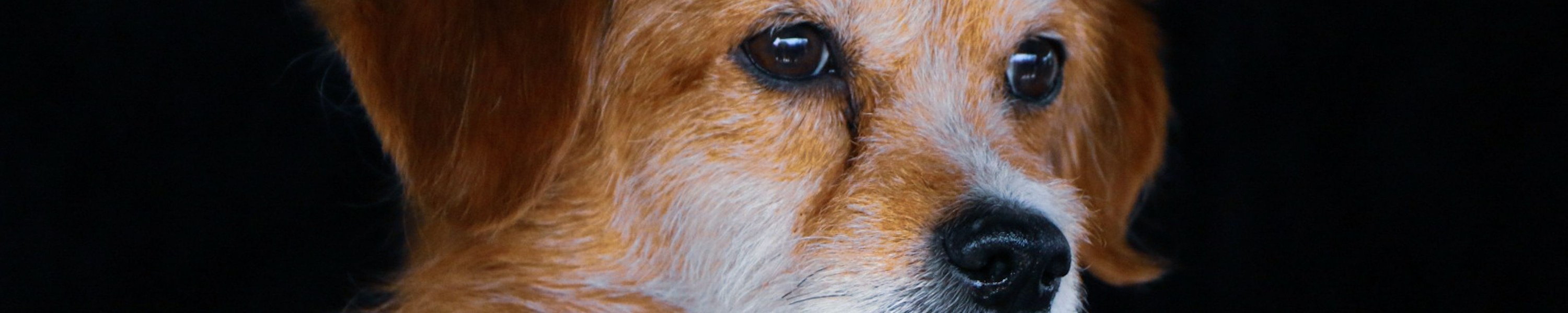 Hautausschlag beim Hund: Ursachen, Diagnose und Behandlung