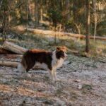 Hüfdysplasie beim Hund: Symptome, Diagnose & Behandlung
