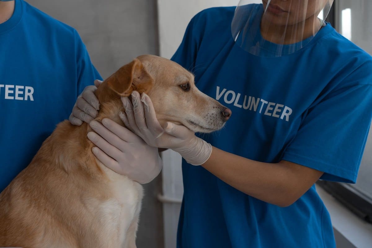Headshaking beim Pferd: Ursachen, Diagnose und Therapie – go4vet