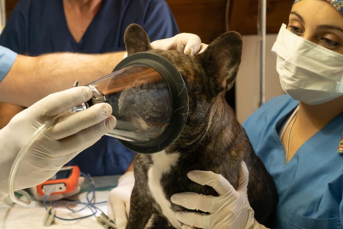 Headshaking beim Pferd: Ursachen, Diagnose und Therapie – go4vet