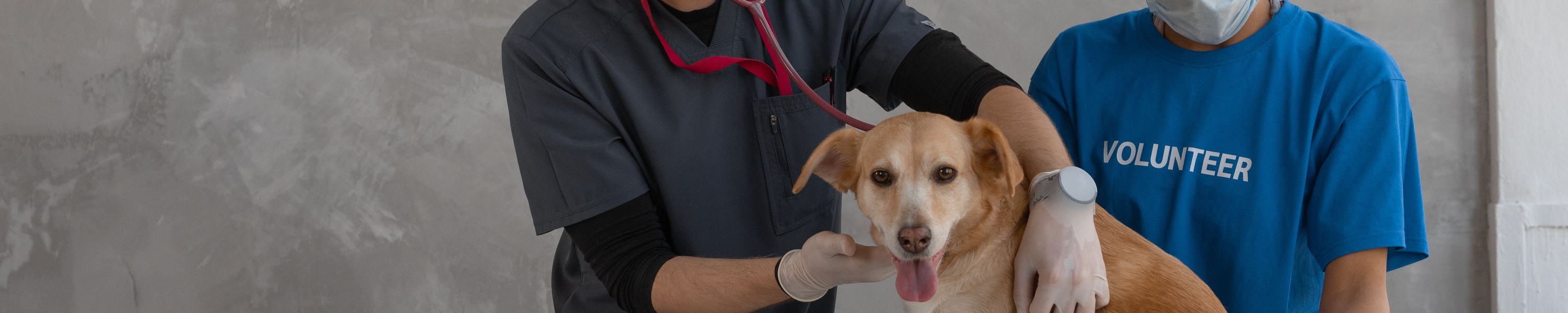 Headshaking beim Pferd: Ursachen, Diagnose und Therapie
