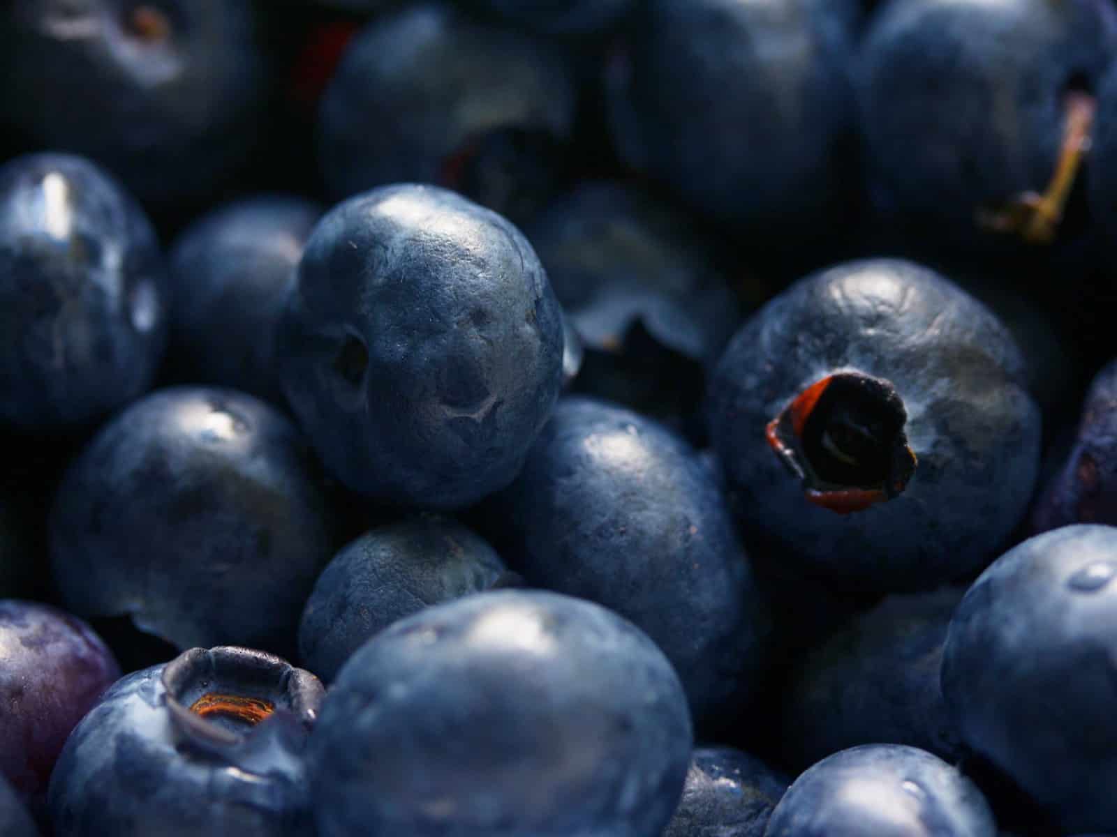Heidelbeeren für Hunde: Dürfen Hunde Heidelbeeren essen?