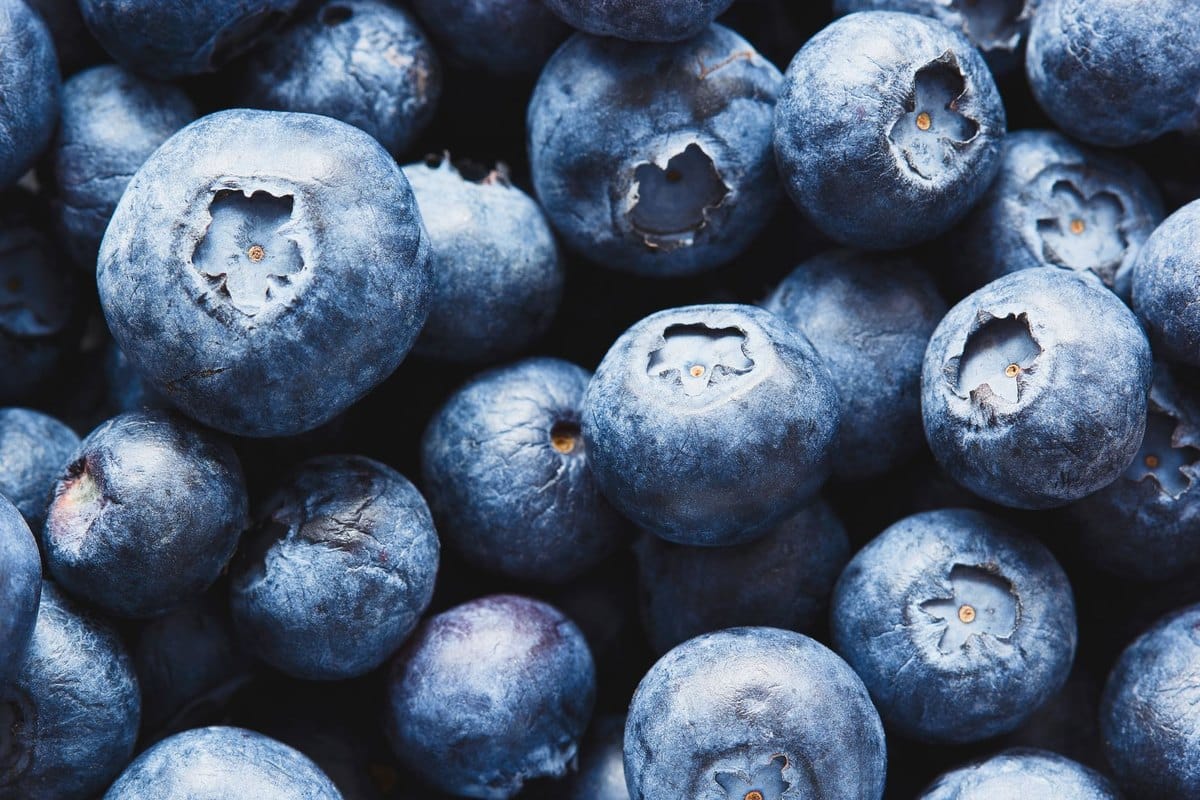 Heidelbeeren für Hunde: Dürfen Hunde Heidelbeeren essen? – go4vet