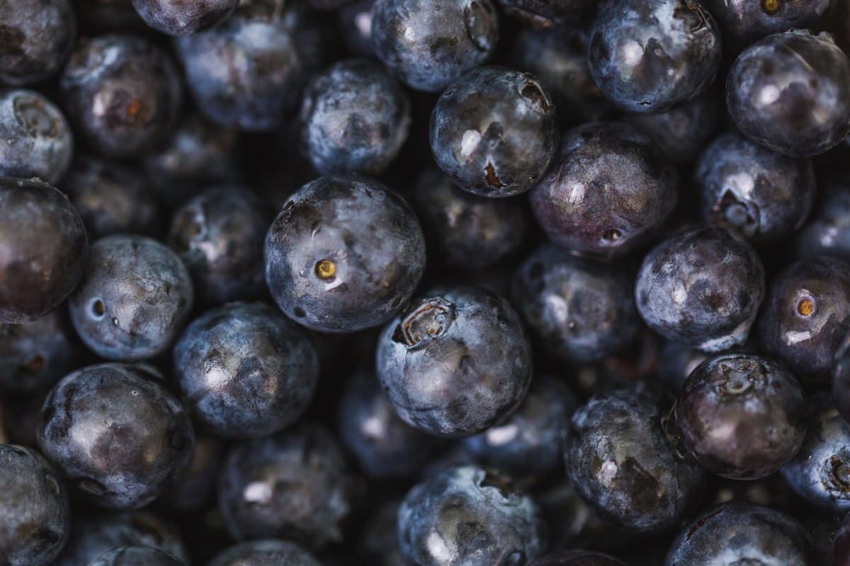 Heidelbeeren für Katzen: Dürfen Katzen Heidelbeeren essen? – go4vet