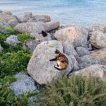 Heimtierausweis und Tollwutimpfung für die Katze