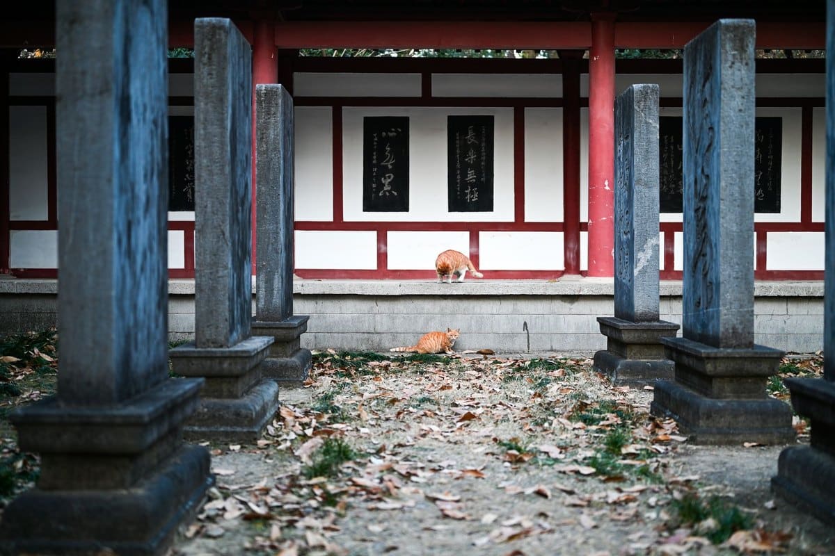 Heimtierausweis und Tollwutimpfung für die Katze – go4vet