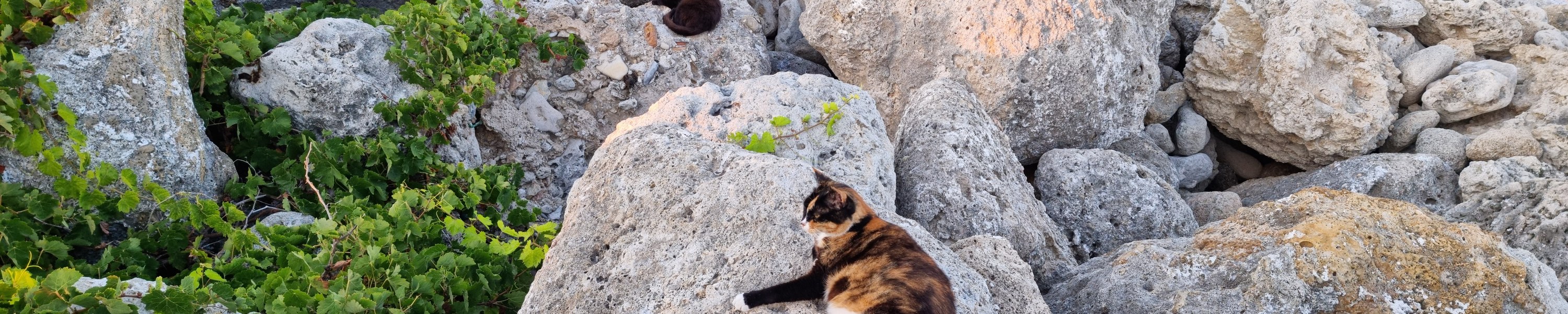 Heimtierausweis und Tollwutimpfung für die Katze