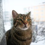 Hepatozoonose bei Katzen