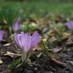 Herbstzeitlose giftig: Lebensgefahr für Haustiere!