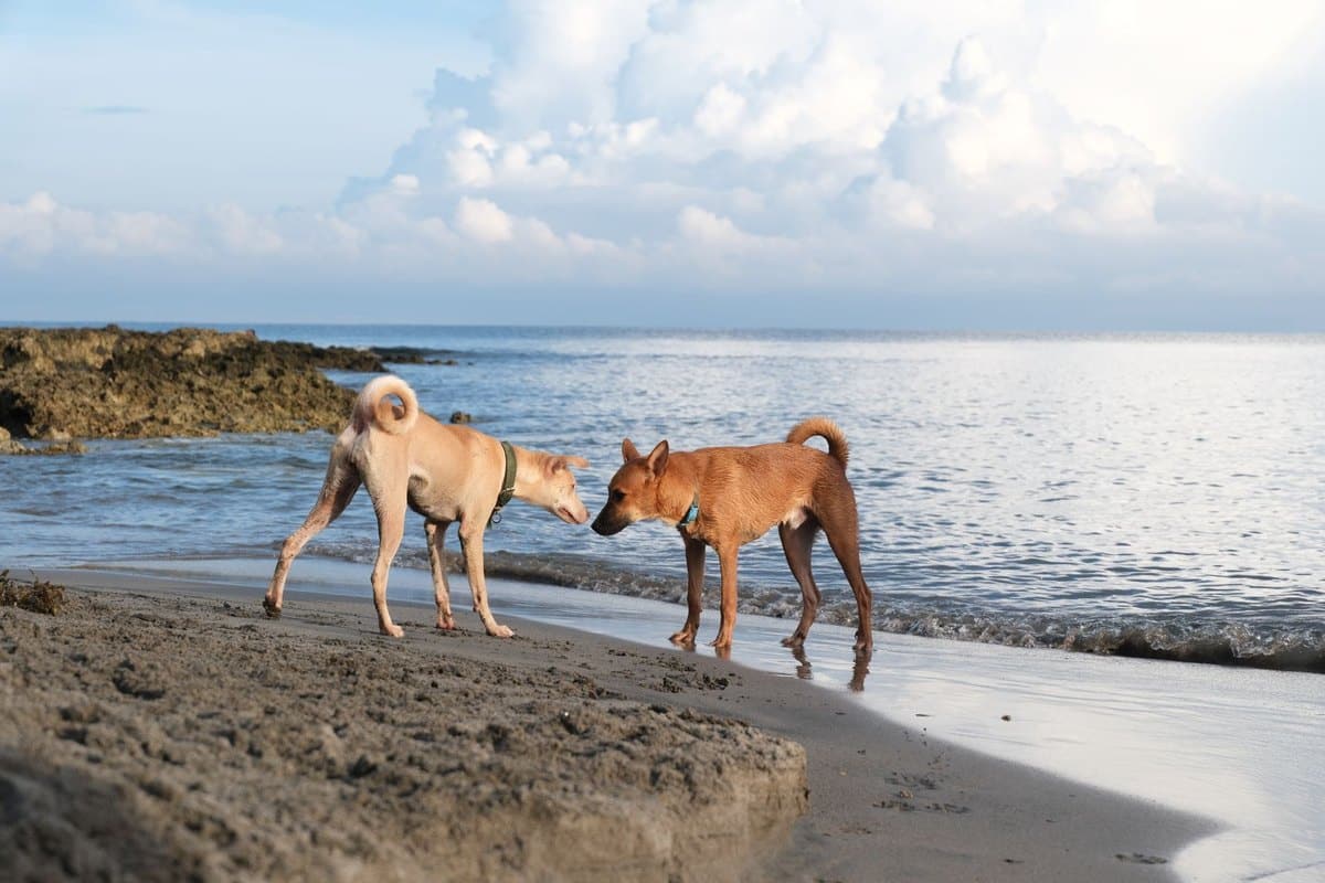 Herzerkrankungen bei Hunden – go4vet