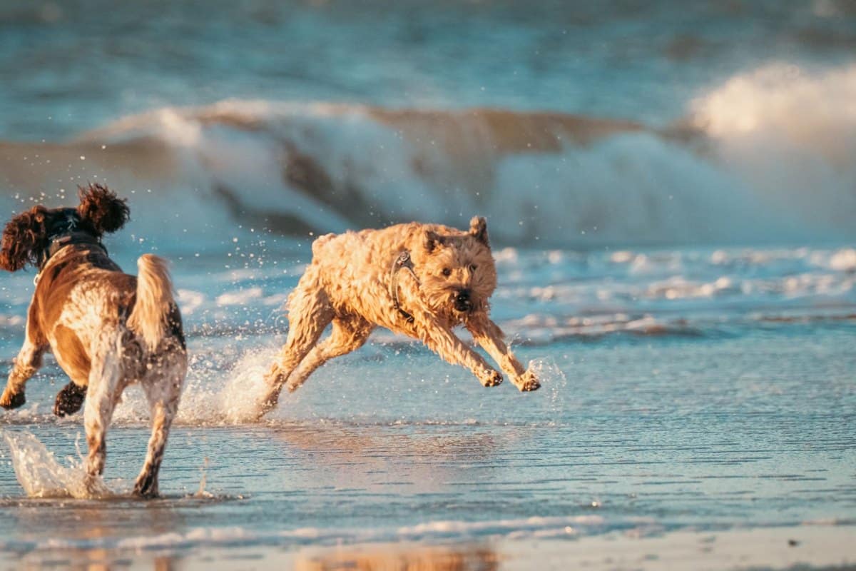 Herzerkrankungen bei Hunden – go4vet