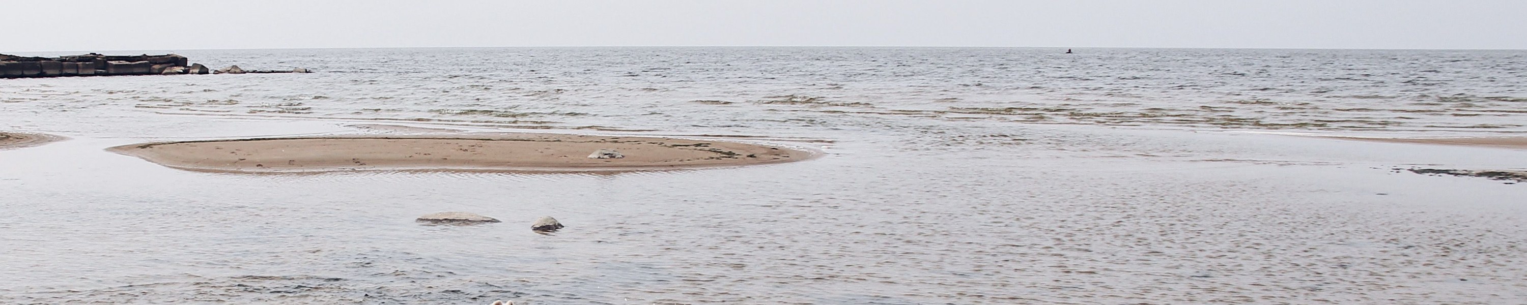 Herzerkrankungen bei Hunden