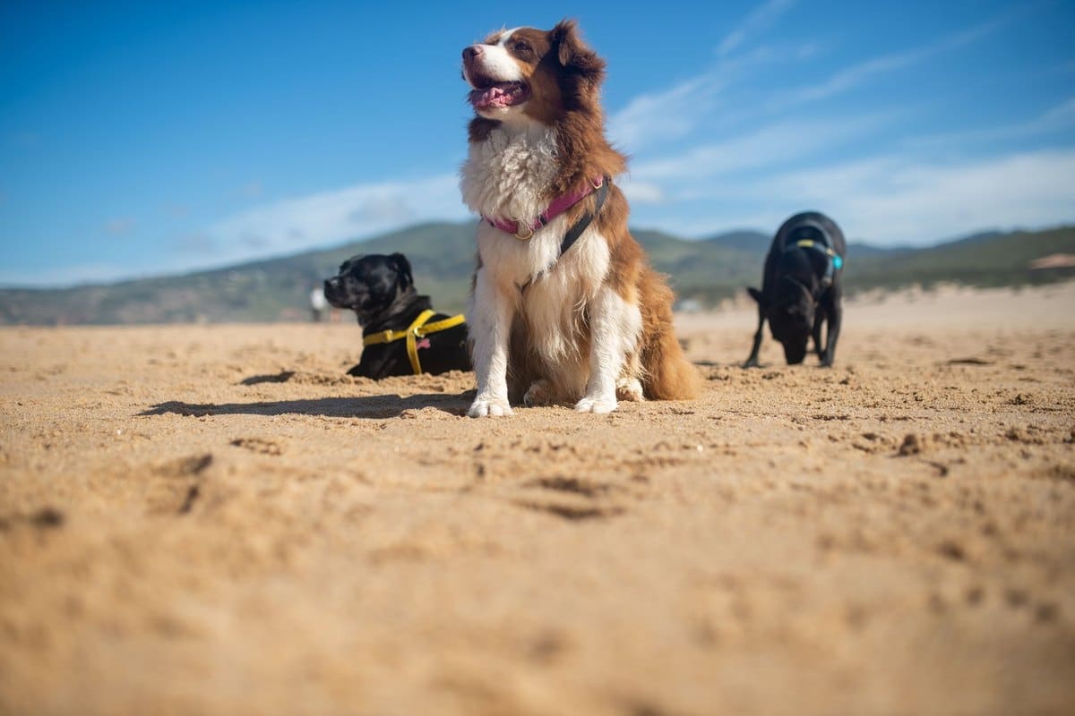 Herzwürmer bei Hunden – go4vet