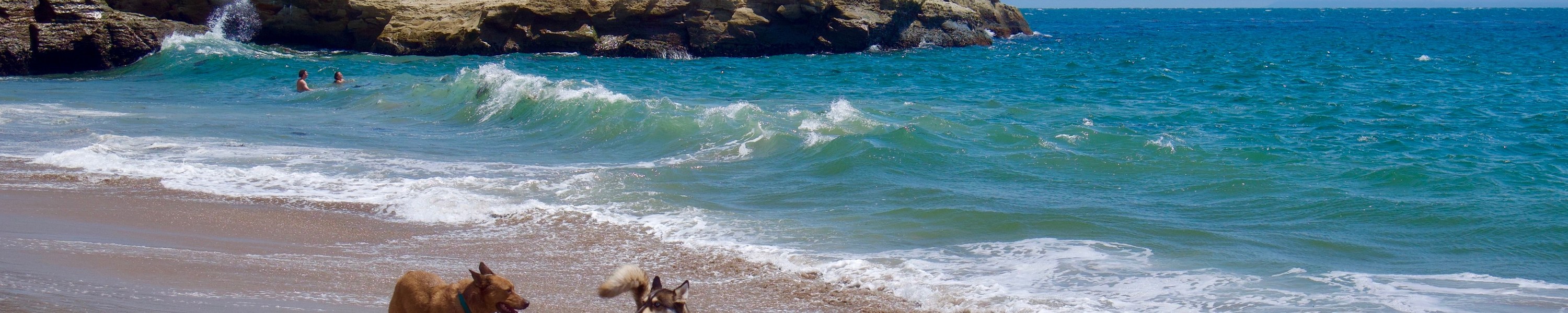 Herzwürmer bei Hunden