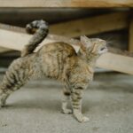 Herzwürmer bei Katzen
