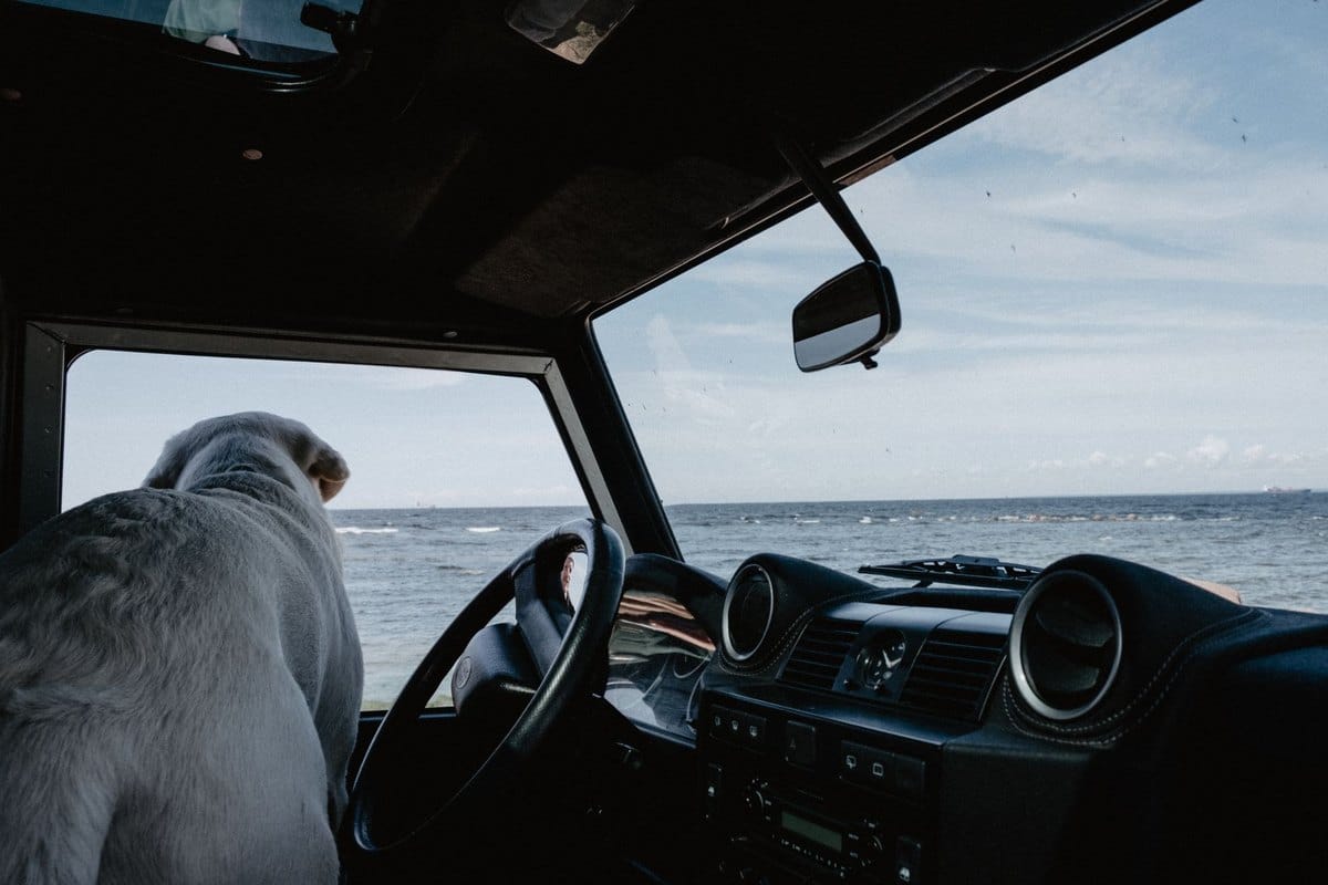 Hitze im Auto: warum du deinen Hund nie allein lässt – go4vet