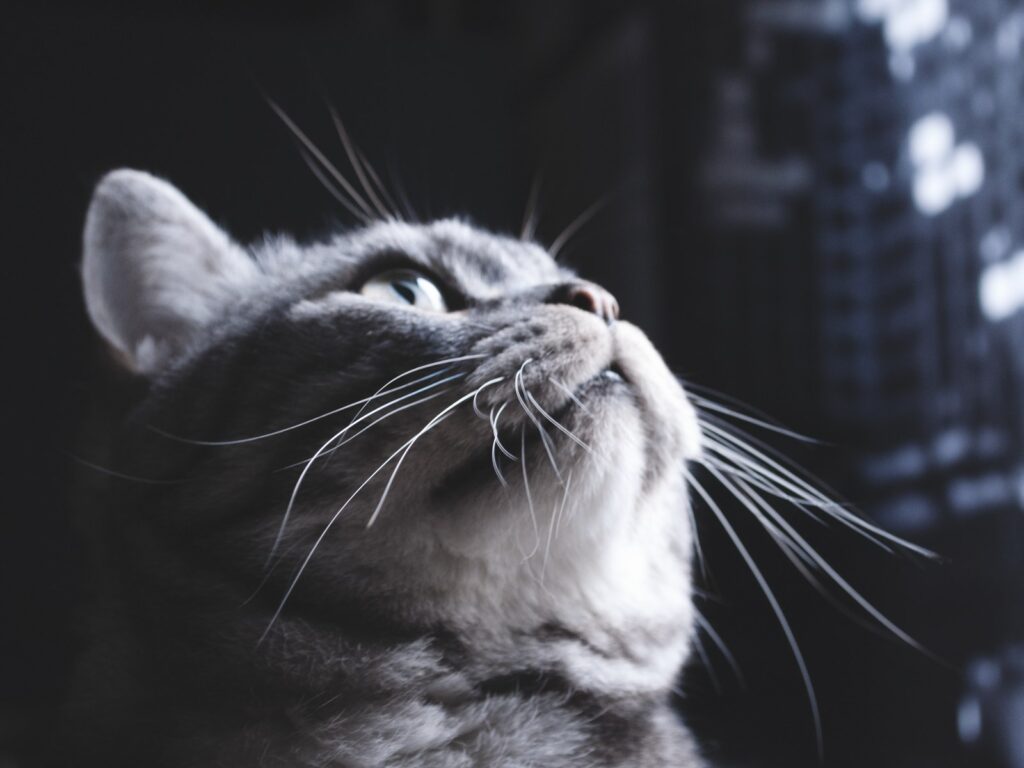 Hitzschlag bei Hund und Katze: Symptome und Sofortmaßnahmen