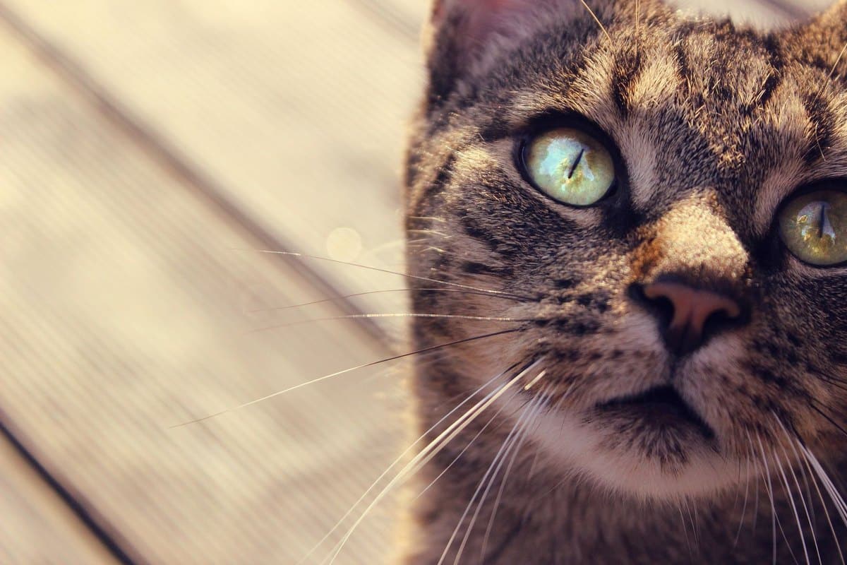Hitzschlag bei Hund und Katze: Symptome und Sofortmaßnahmen – go4vet