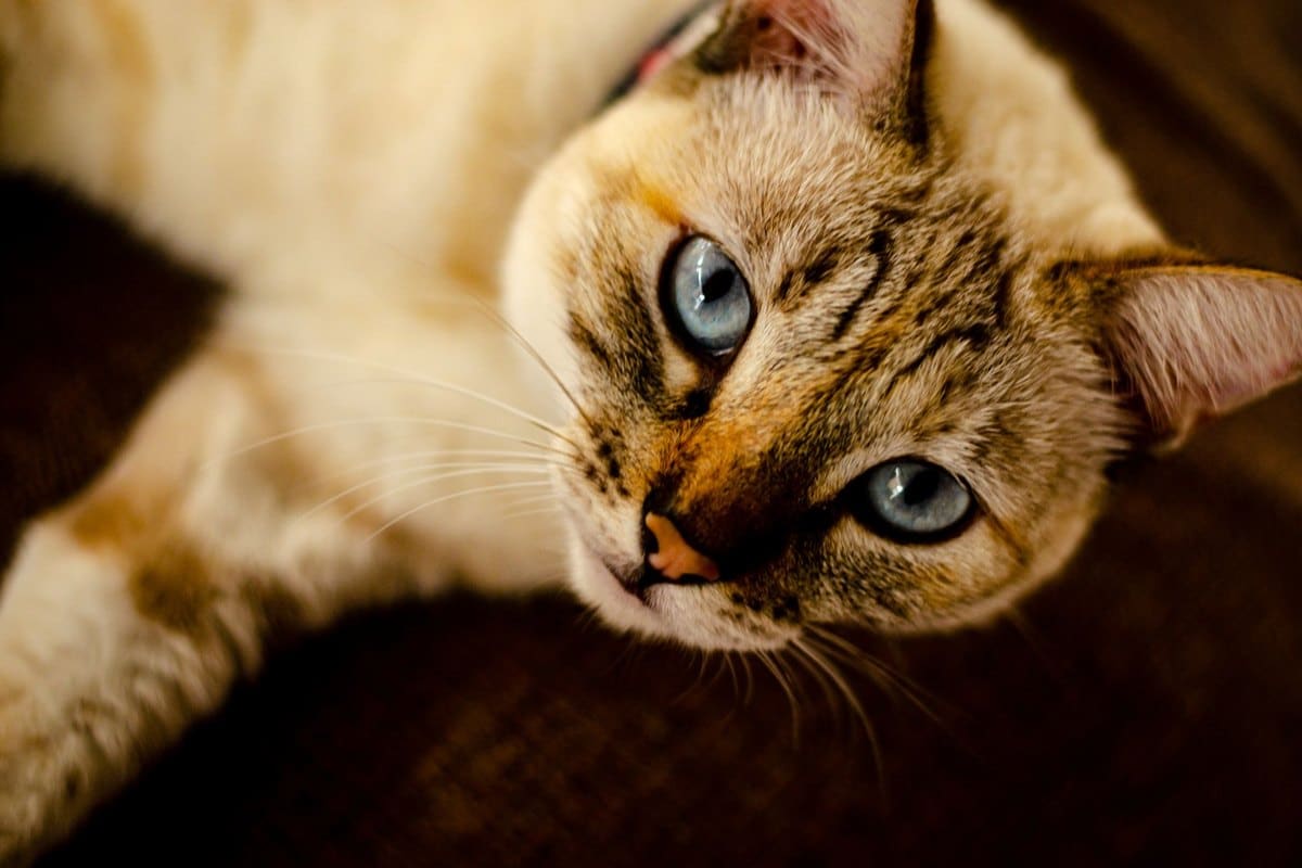 Hitzschlag bei Hund und Katze: Symptome und Sofortmaßnahmen – go4vet